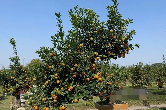 Đủ loại quất cảnh độc lạ phục vụ thị trường Tết 2026