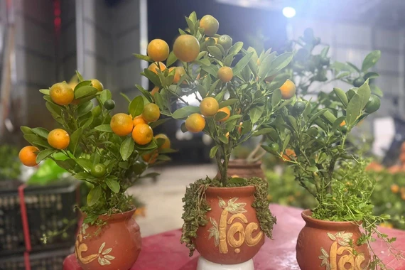 Quất mini vài trăm nghìn đồng hút khách chơi Tết 