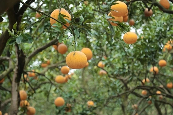 Vườn bưởi Diễn vào cao điểm thu hoạch chuẩn bị Tết Nguyên đán