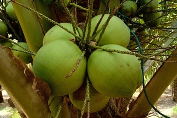 Giá dừa Thái Lan giảm kỷ lục, người nông dân điêu đứng 