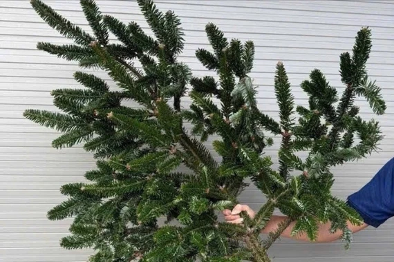 Cành thông tươi nhập khẩu đắt khách dịp Giáng sinh