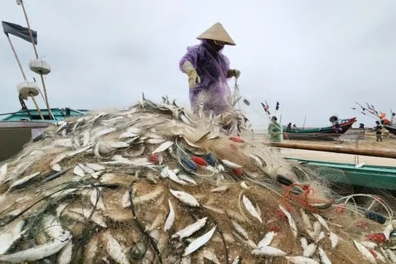 Ngư dân Hà Tĩnh trúng đậm cá trích đầu năm 