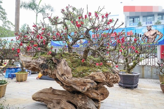 Đào thất thốn leo gỗ hoàng đàn giá nửa tỷ gây chú ý dịp Tết 