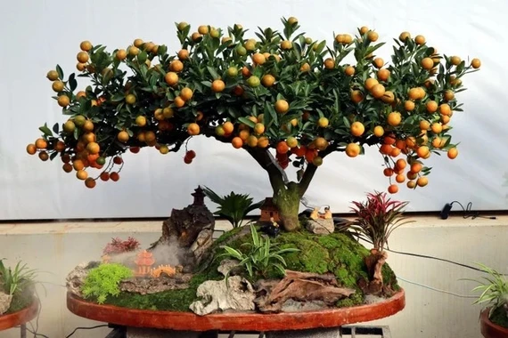 Quất tiểu cảnh độc đáo thu hút khách dịp Tết Nguyên đán