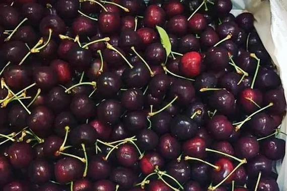 Giá cherry giảm mạnh, nhập khẩu từ Chile trở thành lựa chọn phổ biến