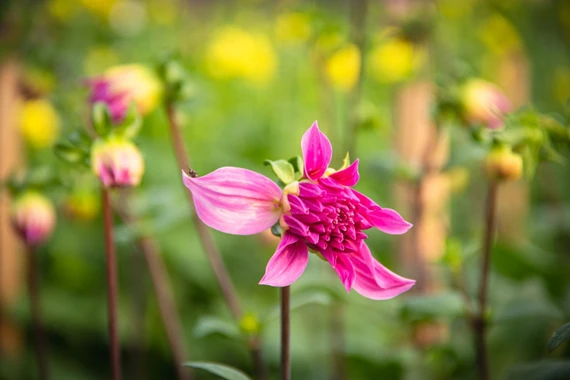 Làng hoa Tây Tựu tất bật chuẩn bị cho vụ Tết Nguyên đán 2026