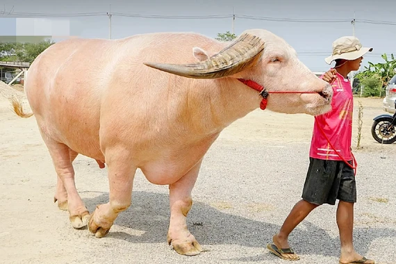 Chú trâu bạch tạng bán với giá 14 tỷ đồng
