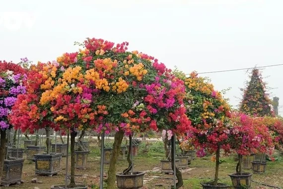 Từng bị 'thất sủng', hoa giấy hồi sinh hút khách chơi Tết