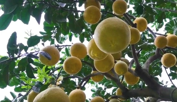 Bưởi Diễn vàng rực xuống phố đón Tết sớm 