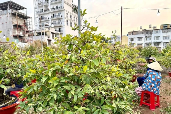 Cận Tết, người dân rủ nhau lặt lá mai kiếm thêm thu nhập