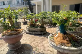 Góc nhìn pháp lý vụ tịch thu 42 cây mai vàng ở Côn Đảo 