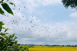 Hàng trăm con cò nhạn bỗng xuất hiện bay rợp trời ở Huế