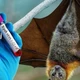Hà Nội tăng cường giám sát phòng chống virus Nipah trước nguy cơ xâm nhập