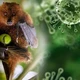 Hà Nội tăng cường kiểm dịch phòng chống virus Nipah