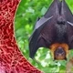 Bộ Nông nghiệp tăng cường phòng chống virus Nipah trong chăn nuôi