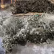 Phát hiện sử dụng hàn the trong bánh ú tro dịp Tết Đoan Ngọ tại Đà Nẵng