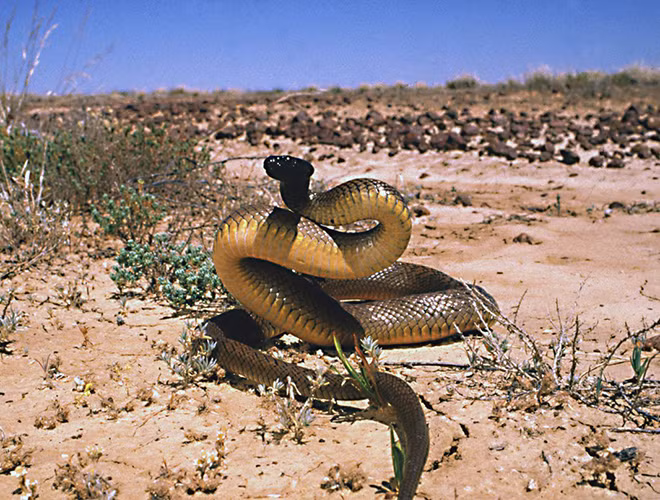 10 loài rắn hiểm độc nhất thế gian, có con là "quan tài di động" - Hình 10 10 loai ran hiem doc nhat the gian, co con la