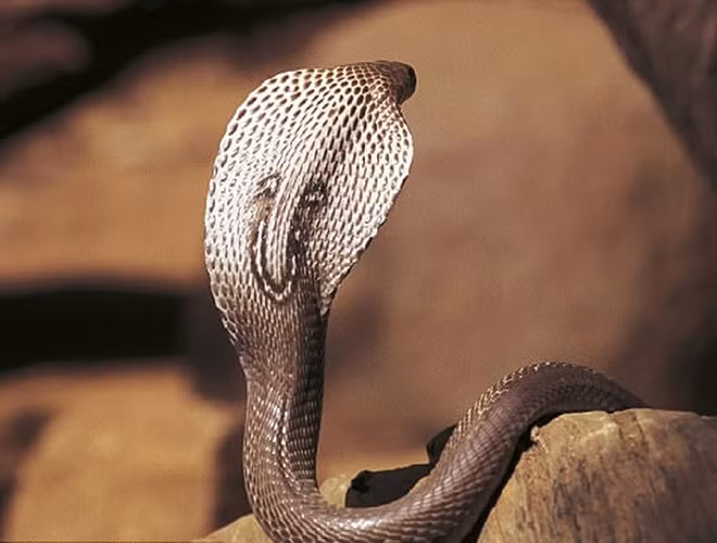 10 loài rắn hiểm độc nhất thế gian, có con là "quan tài di động" - Hình 26 10 loai ran hiem doc nhat the gian, co con la