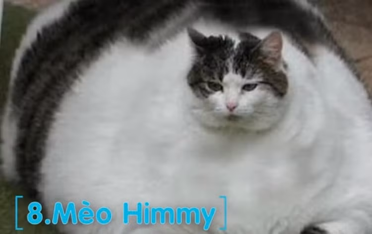 10 giống mèo độc - dị - lạ nhất hành tinh: Giật mình số 1! - Hình 5 10 giong meo doc - di - la nhat hanh tinh: Giat minh so 1!-Hinh-5