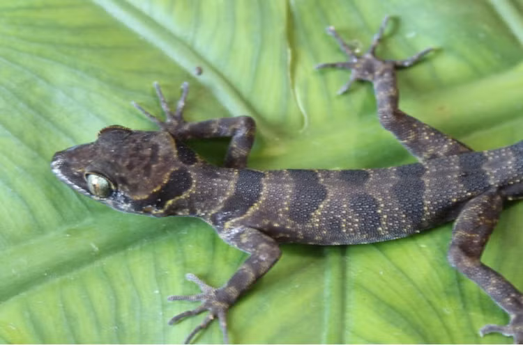 9. Thằn lằn chân ngón Cát Bà (Cyrtodactylus catbaensis). Đây là loài thằn lằn đặc hữu của đảo Cát Bà, có bộ da vằn vện, kích thước nhỏ và các ngón chân thích nghi với kiểu sống bám vào vách đá. Ảnh: Vietnam Academy of Science and Technology.