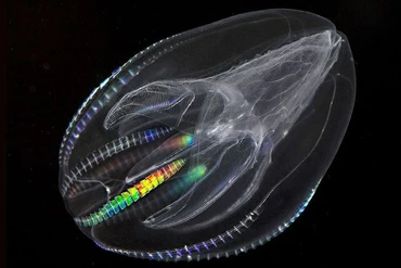 Khám phá loài động vật cổ xưa với khả năng tái sinh đáng kinh ngạc