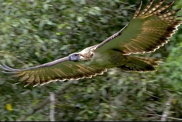 Loài đại bàng hiếm nhất thế giới nguy cơ tuyệt chủng