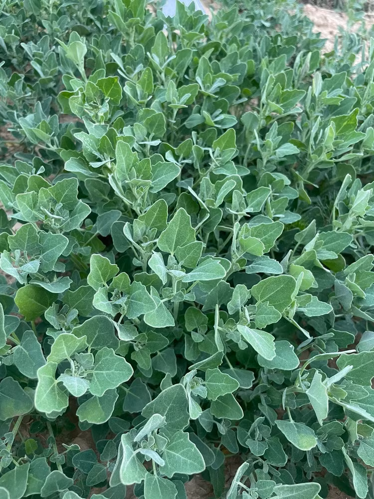 Loại rau này mọc thành từng mảng lớn