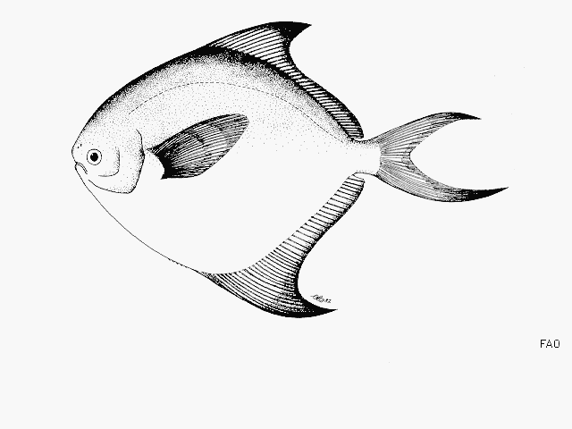 Thức ăn chủ yếu là sinh vật phù du. Chế độ ăn của chúng bao gồm động vật phù du, ấu trùng và các sinh vật nhỏ trong nước. Ảnh: indiabiodiversity.org.