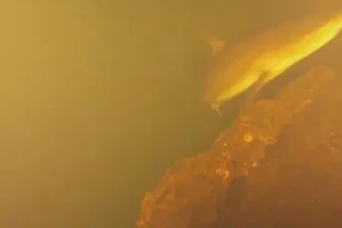 Cá mập sống trong miệng núi lửa Kavachi gây sốc giới khoa học