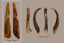 Soi công cụ bằng gỗ cổ nhất của người Neanderthal 