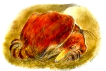  Bí ẩn khủng long 100 triệu tuổi ngủ cuộn tròn y hệt chim