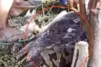 Trăn khổng lồ dài 8,5 mét nuốt trọn người đàn ông Indonesia