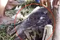 Trăn khổng lồ dài 8,5 mét nuốt trọn người đàn ông Indonesia