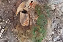 Ngôi mộ cổ 2.000 năm ở Mexico hé lộ xác ướp vẹt kỳ lạ nhất thế giới