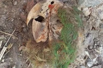 Ngôi mộ cổ 2.000 năm ở Mexico hé lộ xác ướp vẹt kỳ lạ nhất thế giới