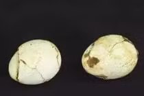 Không thể tin nổi, trứng 2.000 năm tuổi vỡ ra vẫn thấy lòng đỏ