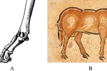 Phát hiện ngôi mộ cổ 3.000 năm tại Iran với chiếc hộp kỳ lạ chứa chân dê