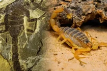 Hóa thạch bọ cạp 125 triệu năm tuổi được phát hiện 