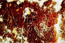 Phát hiện hình khắc đá cổ ở Iran nghi chân dung vua Ba Tư gây chú ý