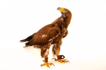 Sự thật về chiếc trâm cài đại bàng vàng cổ xưa