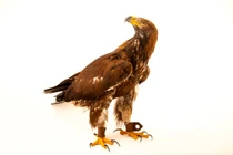 Sự thật về chiếc trâm cài đại bàng vàng cổ xưa