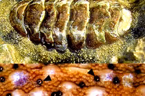 Loài sinh vật biển độc dị, mắt mọc chi chít khắp vỏ 