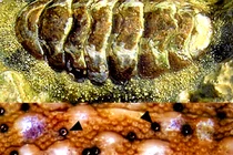 Loài sinh vật biển độc dị, mắt mọc chi chít khắp vỏ 