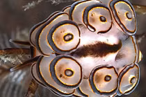 Loài sên biển "đội bánh rán" trên lưng gây sửng sốt