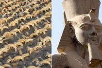 Tìm được 2.000 đầu cừu tại đền thờ Ramses II hé lộ bí mật cổ xưa