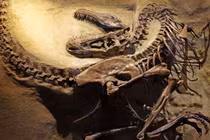 Hé lộ xương khủng long bay bị cá sấu cắn từ kỷ Phấn Trắng
