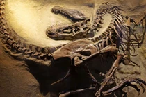 Hé lộ xương khủng long bay bị cá sấu cắn từ kỷ Phấn Trắng