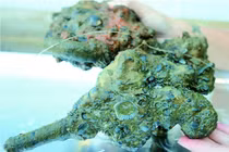 Bí ẩn súng lục Nữ hoàng Anne trong vụ đắm tàu cổ