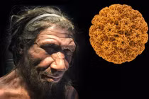 Phát hiện virus cổ đại trong người Neanderthal hé lộ bí mật tiến hóa