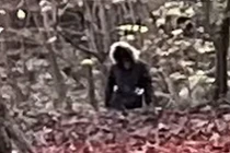  Người Sói cao 2,4 mét xuất hiện, rừng nước Anh náo loạn